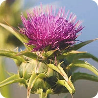 Milk thistle